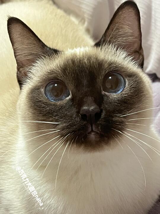这什么猫？黑乎乎的