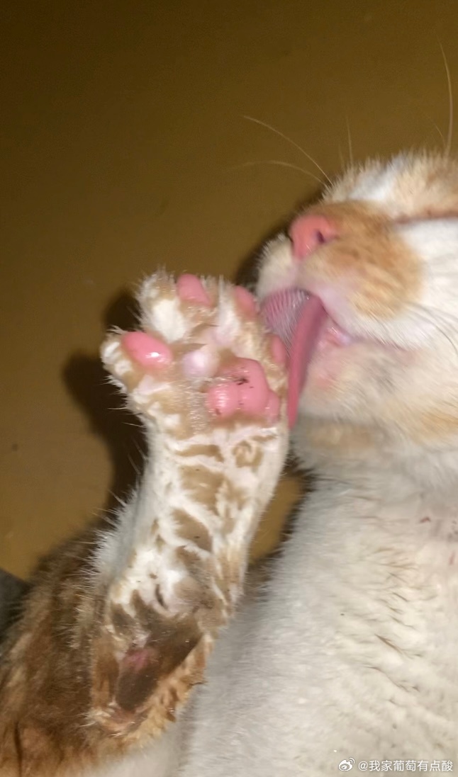 脏猫猫讲卫生短短野生喵