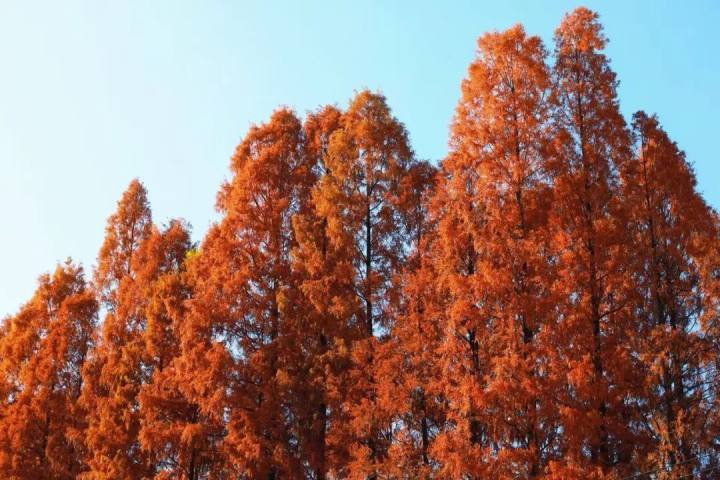 水杉一红，萧山这条乡间小道美翻了