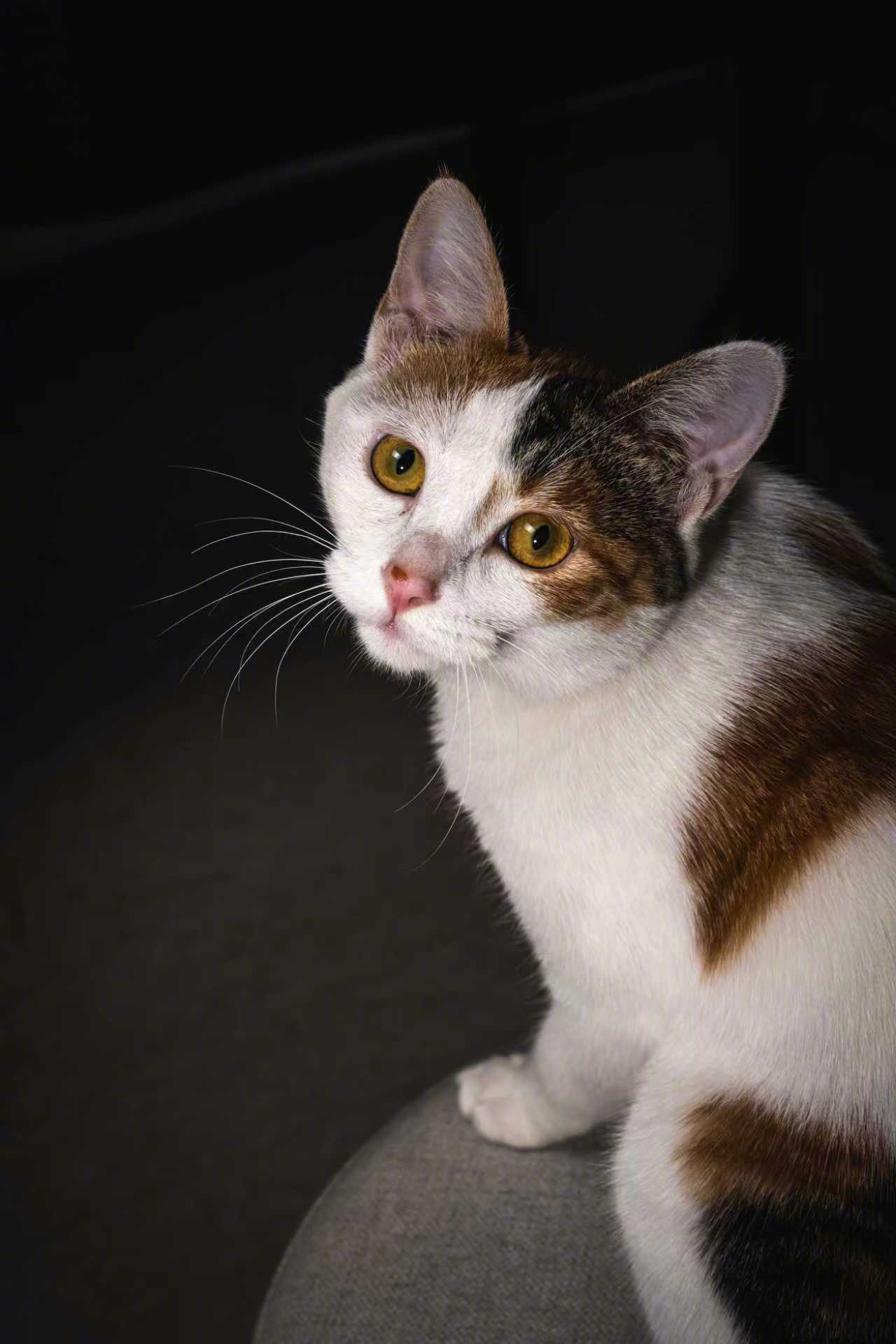 彩狸一天之内已经从工作室越狱两次了 🐱你到底是从哪儿跑出去的？🤔猫咪摄影