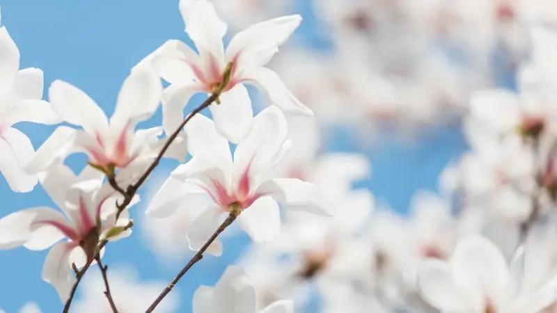 上句:雪落千山静，请写下句风起百花舞