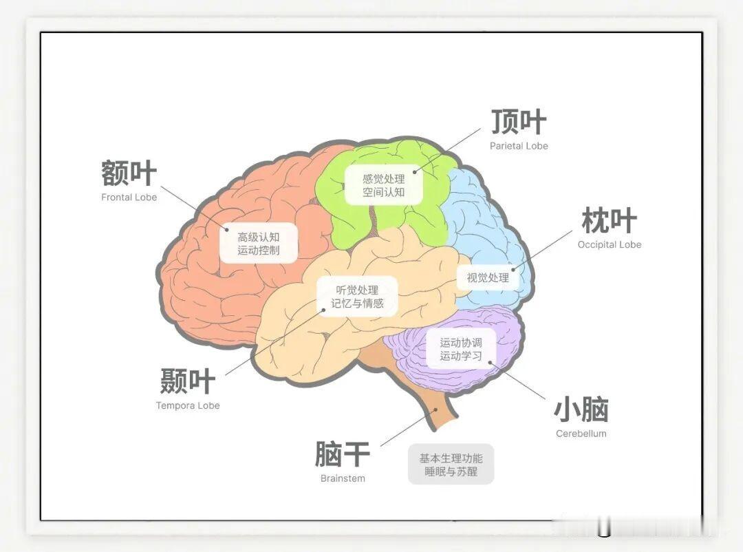 80% 抽动症不用过度治疗！这种养脑食物，被称作前额叶修复剂，很多家长还不知道