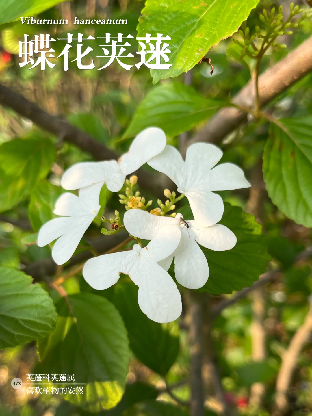 福州植物打标372｜蝶花荚蒾