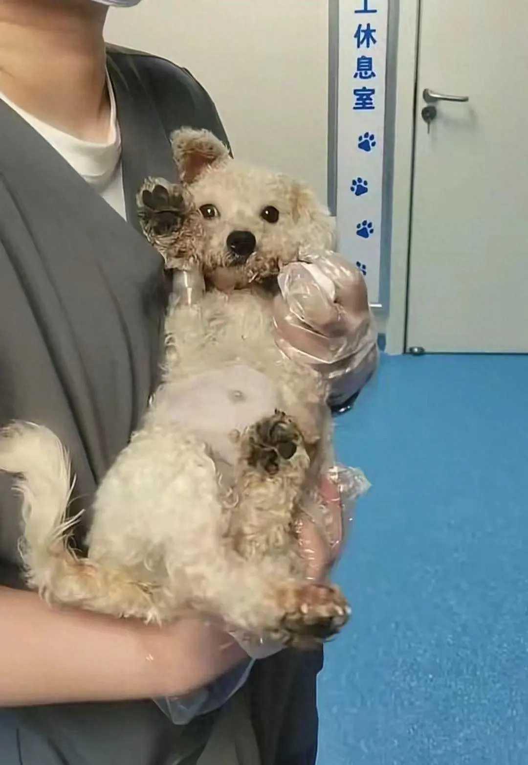 剖腹取崽后丢弃！温州瑞安一繁殖犬遭黑心犬舍虐杀式遗弃，真相触目惊心
 
温州瑞安