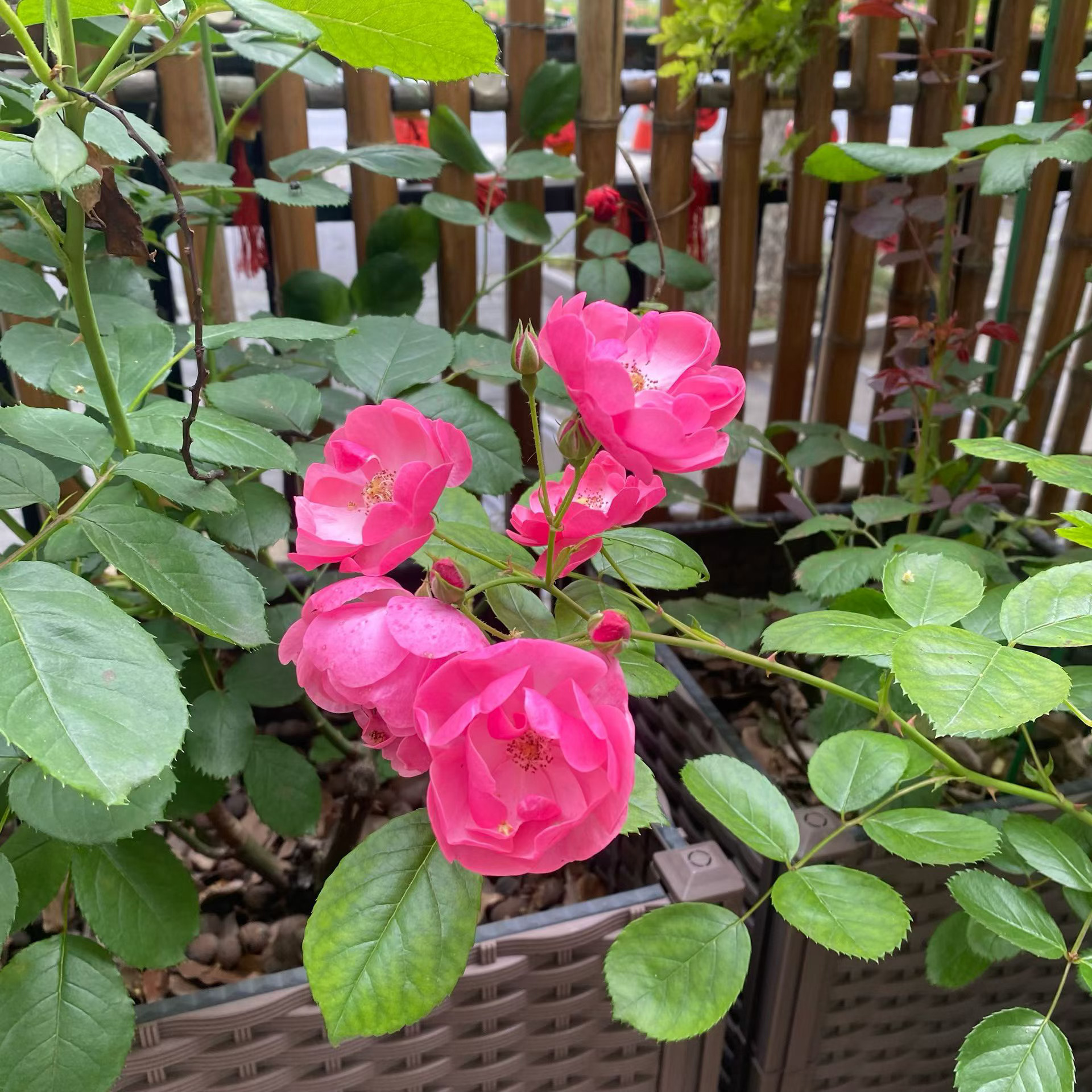 不必为过往忧愁，时间是最好的良药，那些经历过的风雨与欢喜，终会成为岁月里下酒的故