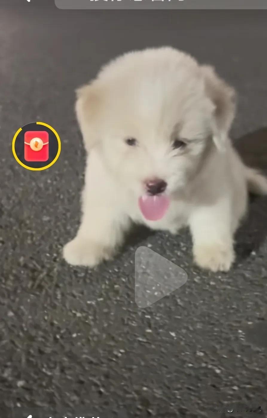 一只小奶狗被主人抛弃在大城市，正值三伏天，以今到了傍晚了天气乃然还很热躺在巴油路