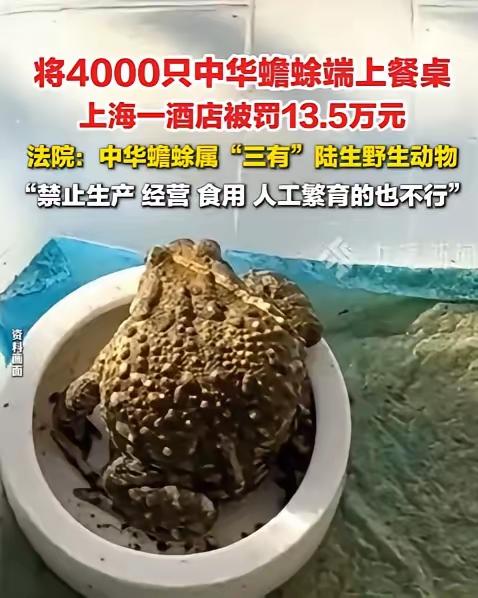 “聪明反被聪明误！”上海，一家酒店为了提高收入，40天内疯狂购入4000只中华蟾