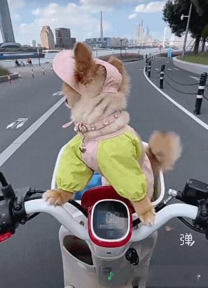 这是什么品种的狗狗，这么喜庆，笑容还那么灿烂![大笑]