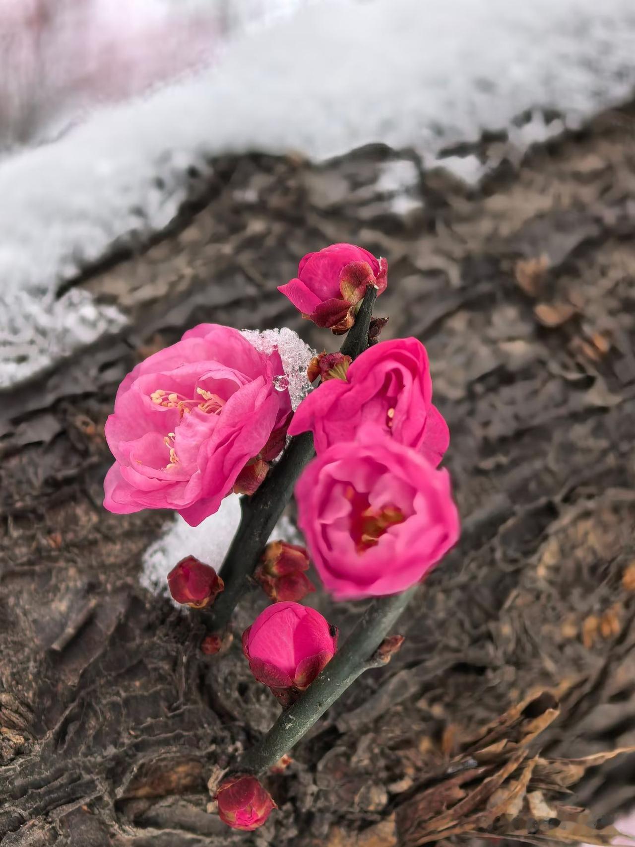 2026年武汉的第一场雪
在最冷的枝头，开出最暖的期待。