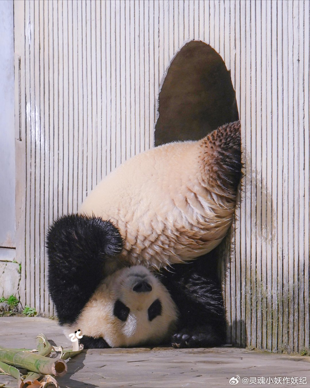 洗完澡在门口晒太阳的福宝 