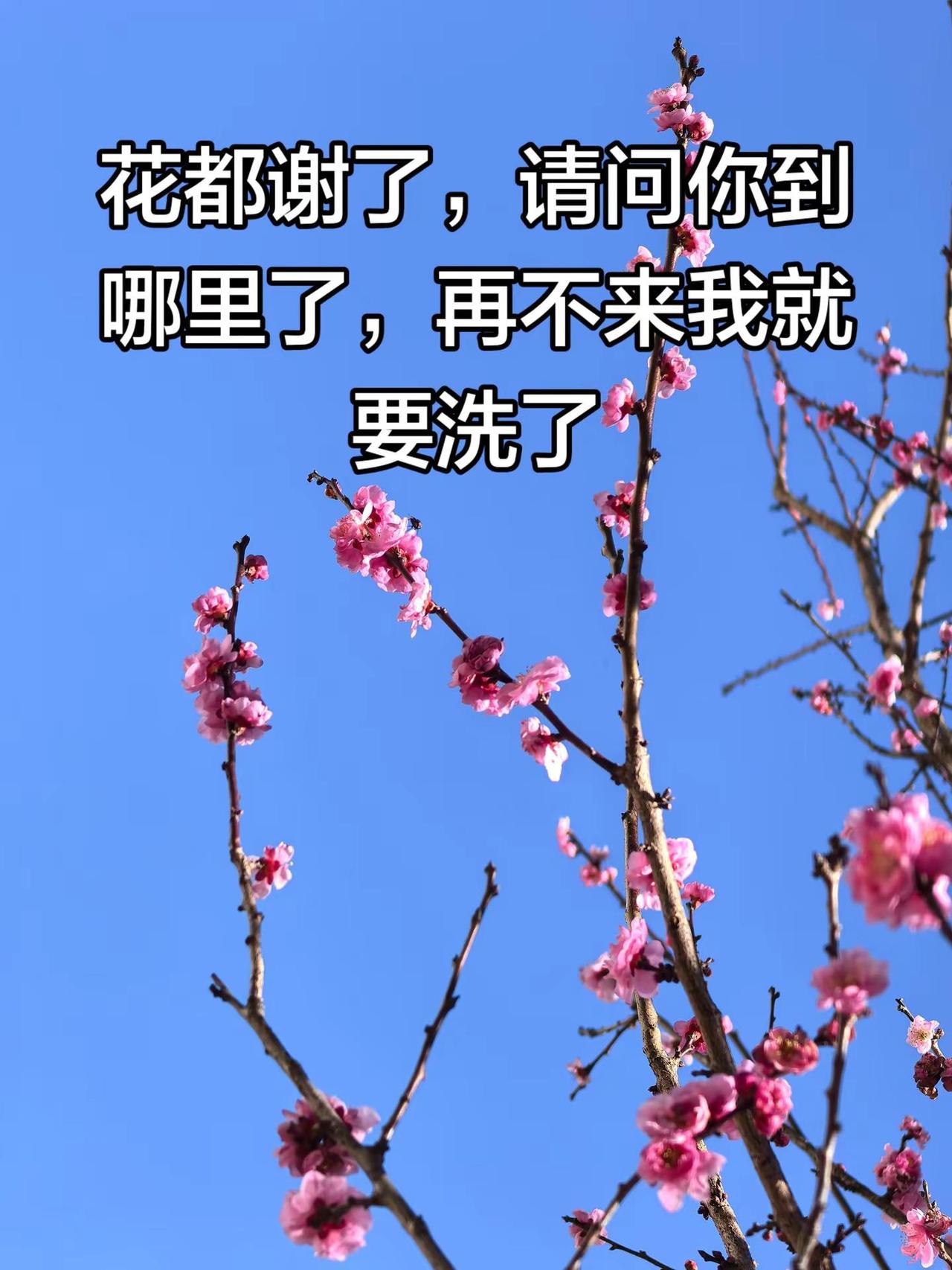 花开的时候你就来看我，在不来我都要洗了