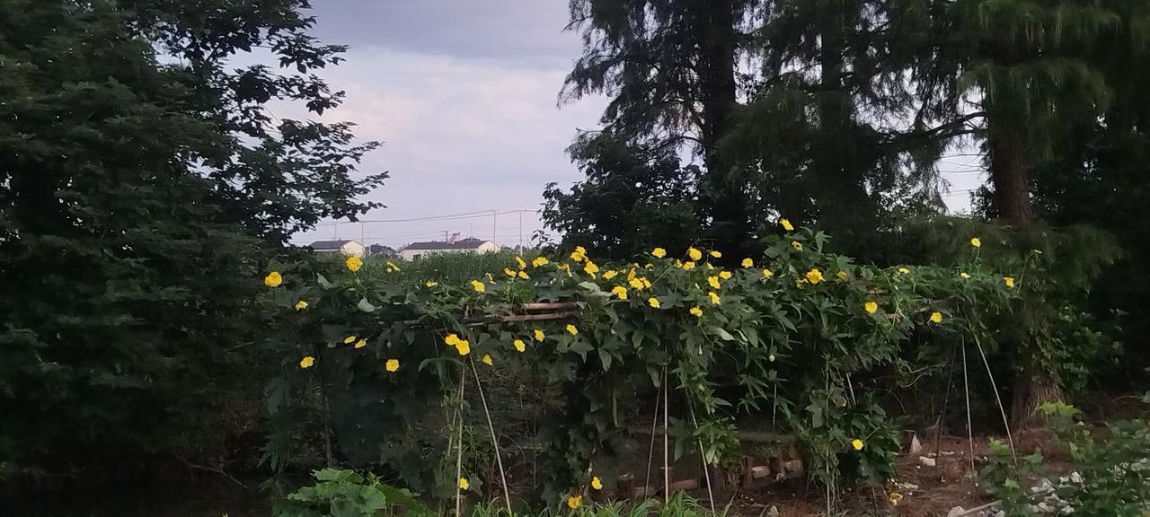 分享一张你拍的花，什么花都行