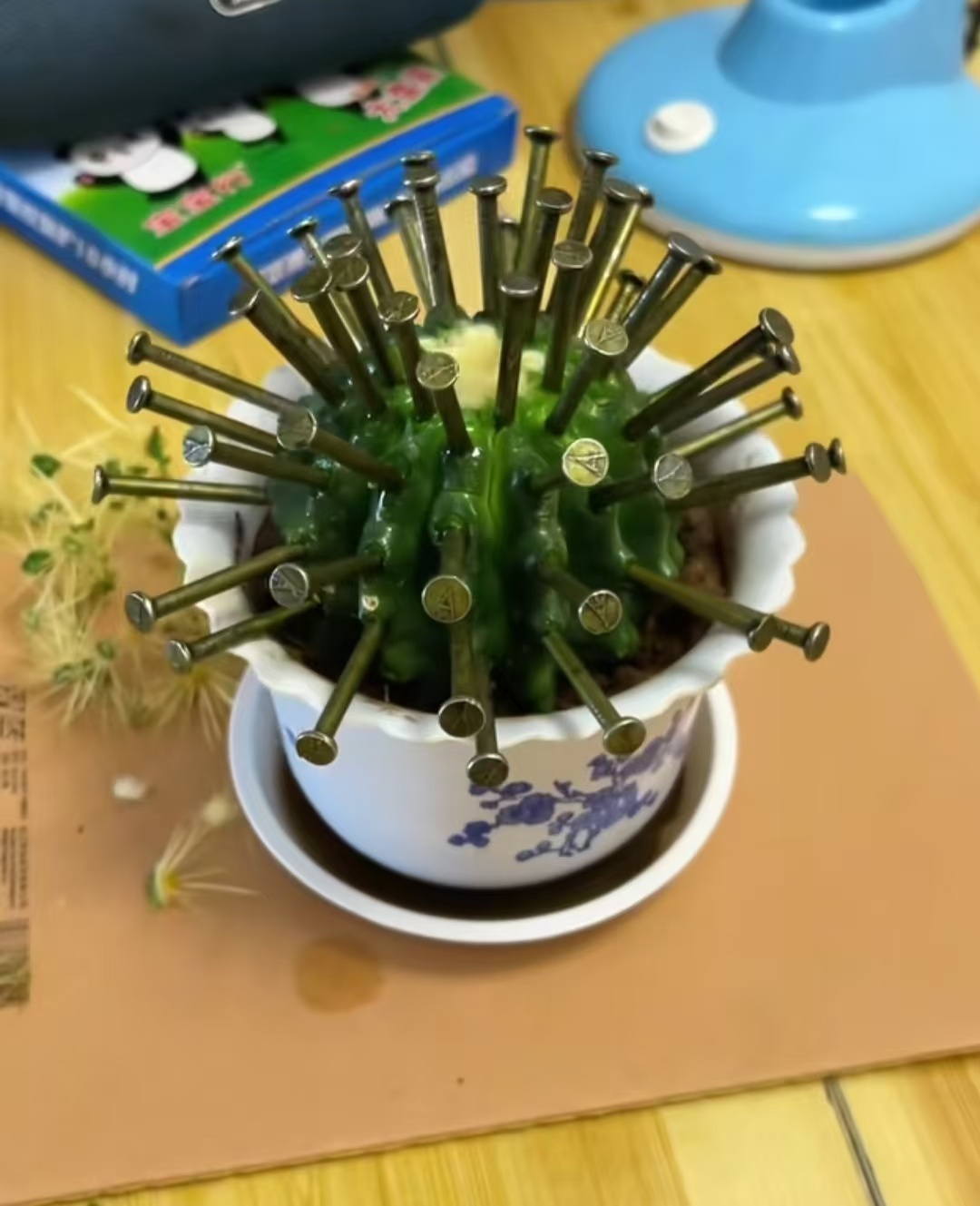 仙人掌：你说你咋还急眼了 你这都快把我干成新冠病毒了 