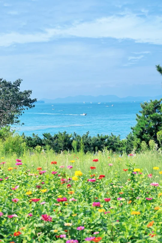 青岛九月海边🦋开满鲜花的世界在这里💐