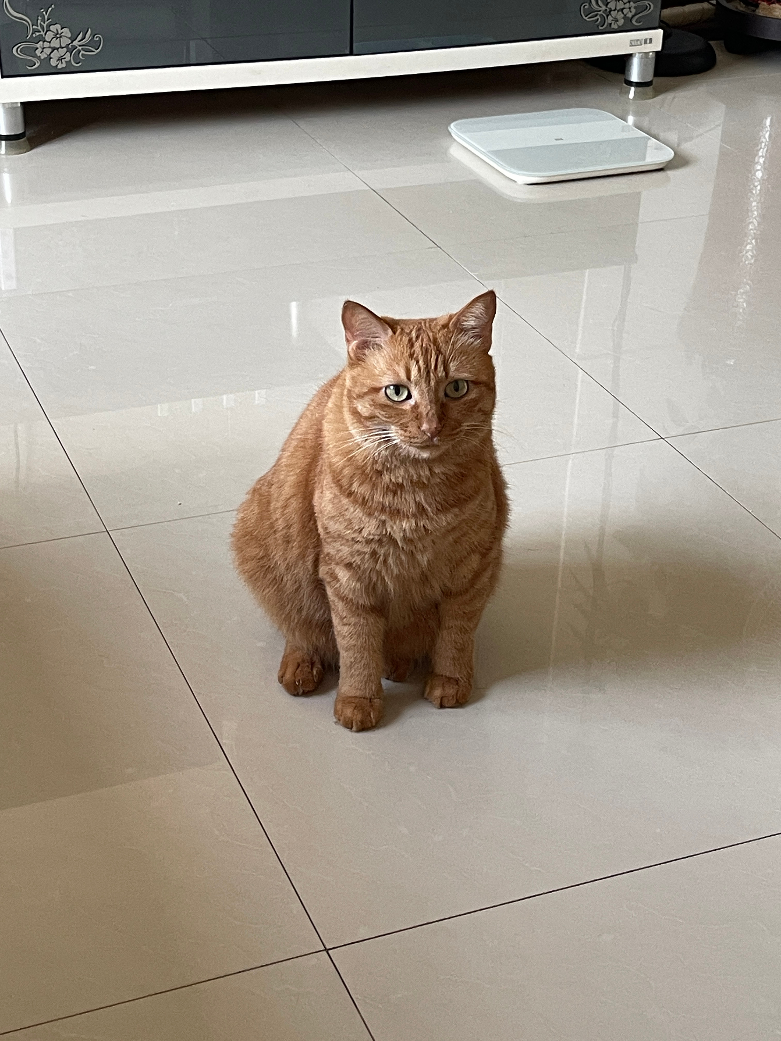 自从有了小猫，我便再也不是没猫要的野人了。我的人生从此与没猫的人区别开来，骑电动
