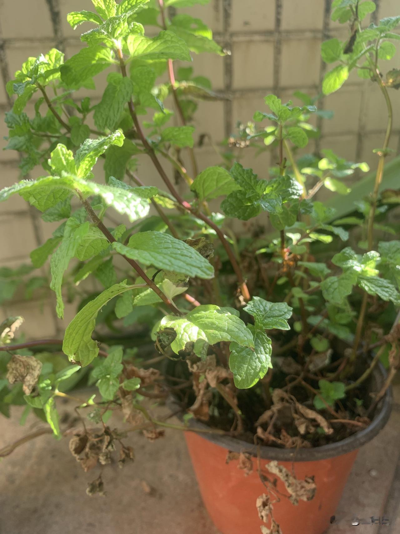 切莫倒在黎明前！A股连跌两天后，个股一片绿，看空大A的声音一下多了很多，不少大V