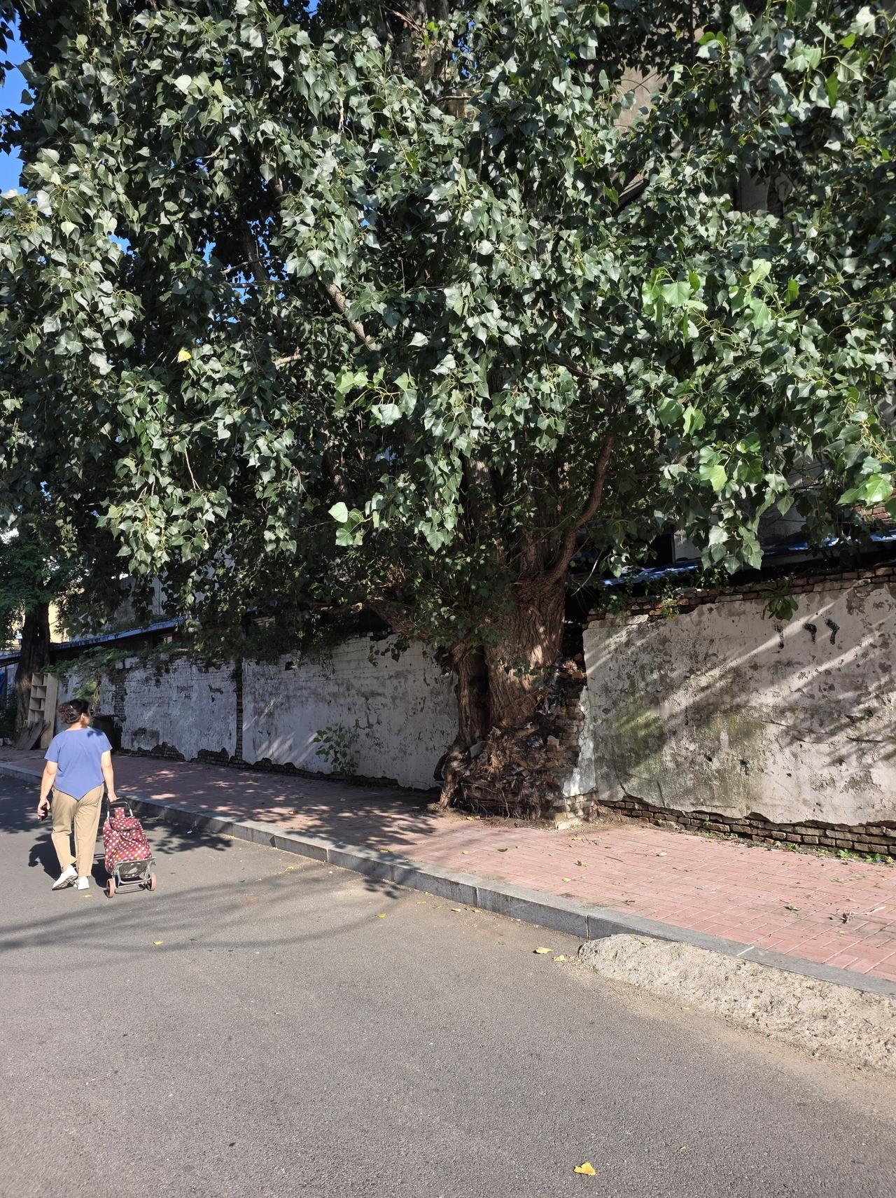 抚顺市公园七路有一棵树龄超百年的参天大树，它能否称得上抚顺市区内的“树王”呢？