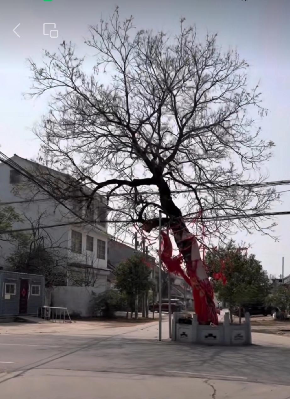 成武九女集“一槐照四街”

当年清朝初年，谈天佑在济宁道当官。
那时候成武九女集