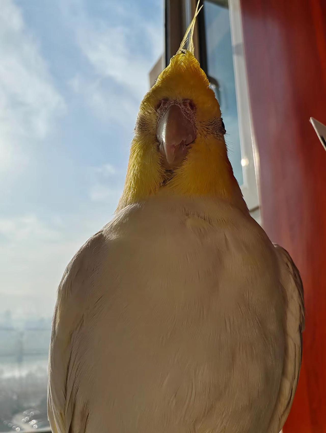 社会没有遮天树。我叫龙哥你记住老鹰