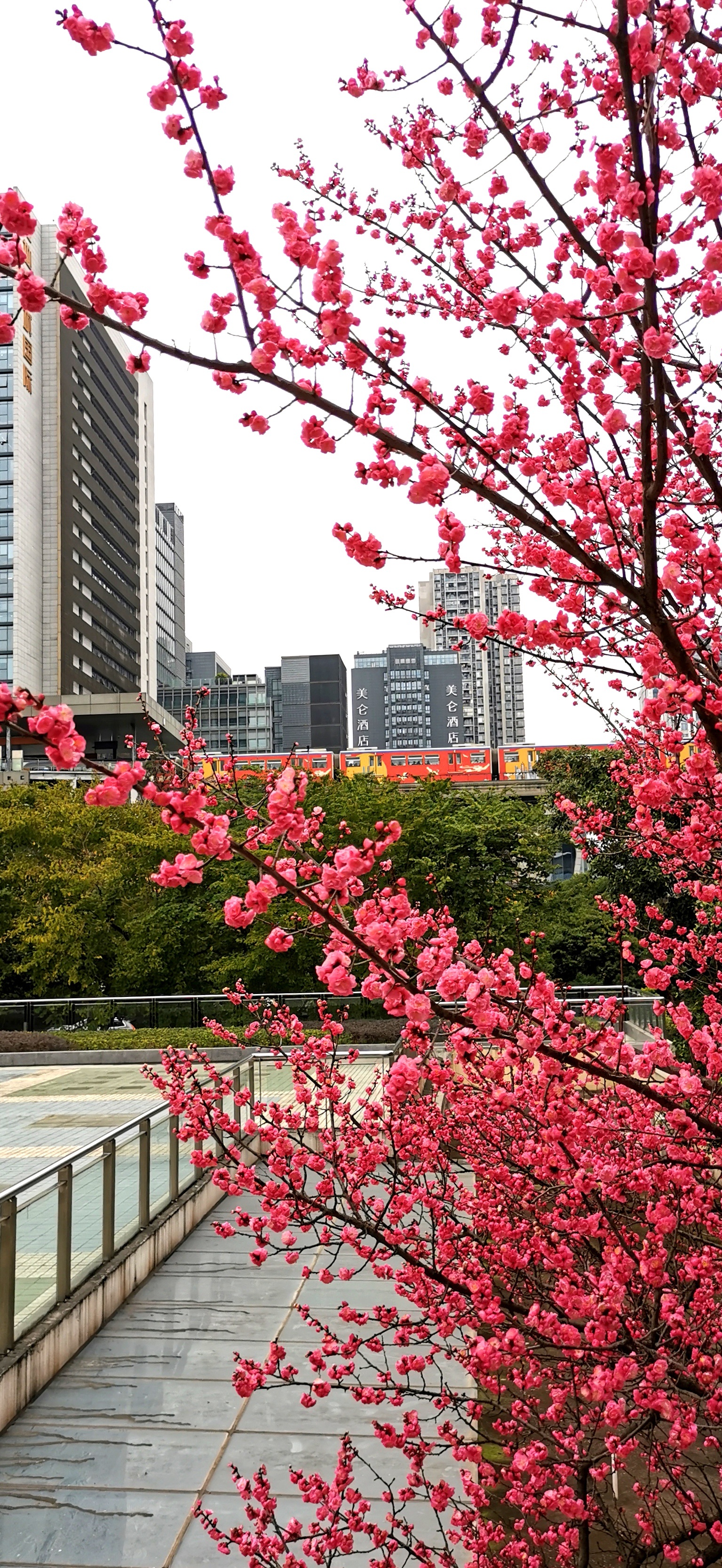 早春二月看红梅！ 