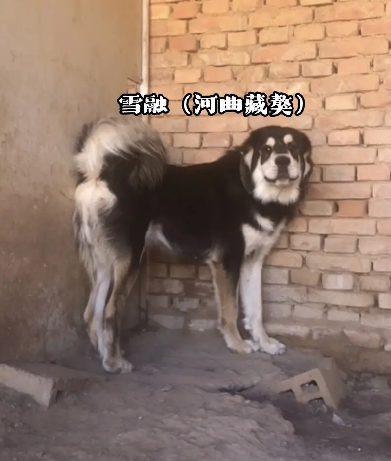 河曲藏獒母獒雪融