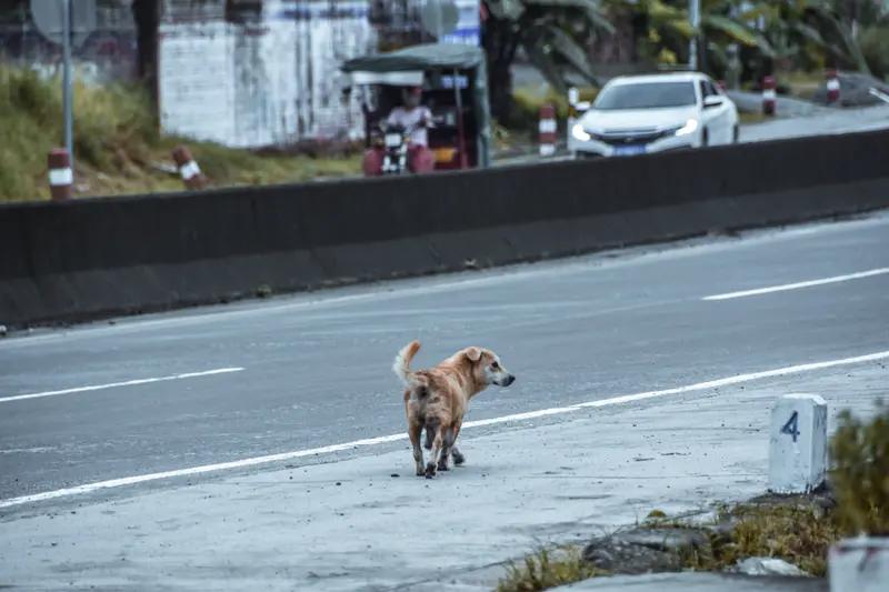 7只狗狗被偷后如何在高速路上跋涉17公里返回家园？这是一个关于忠诚与勇气的故事。