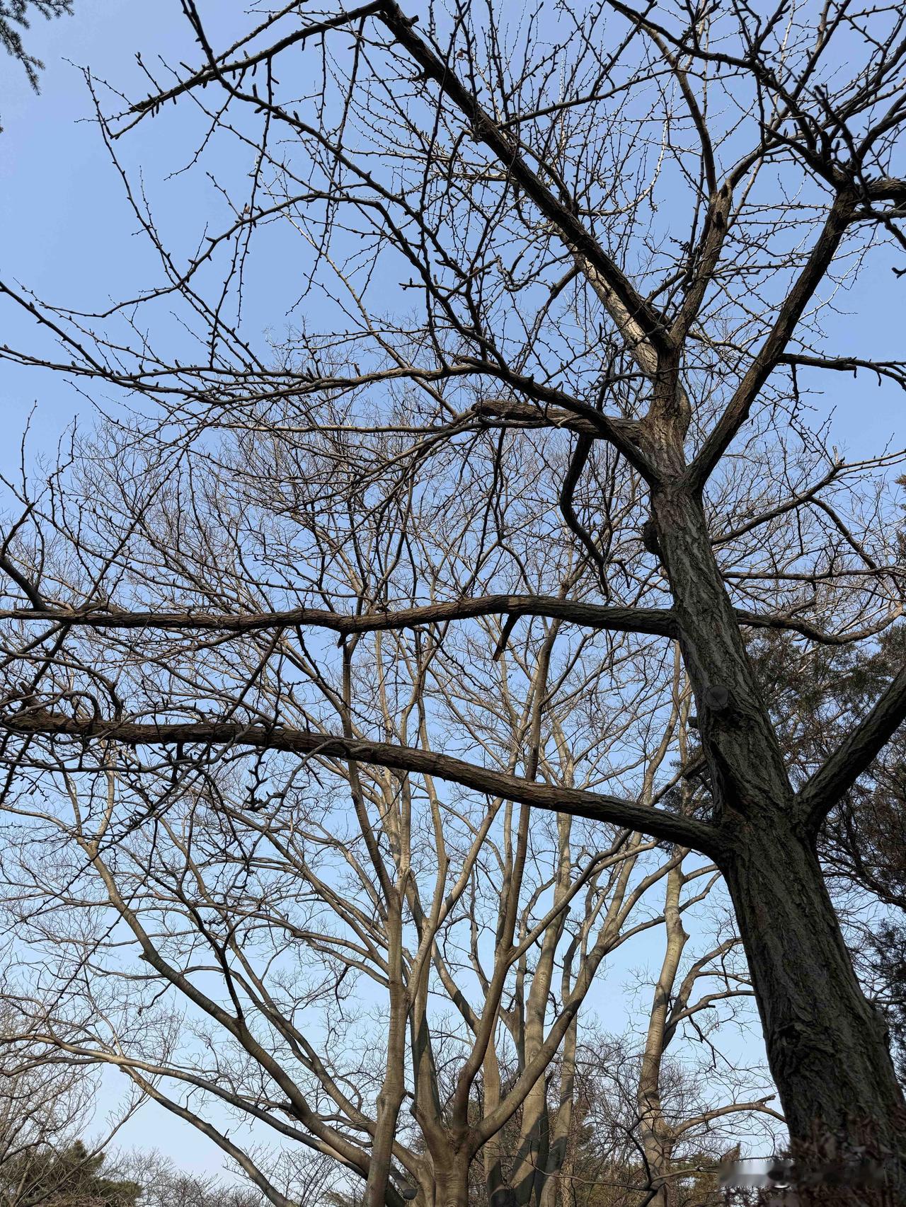 记录我的2026我昨天上午去了青岛中山公园，冷冷清清的游人不多，该来的人都来了，