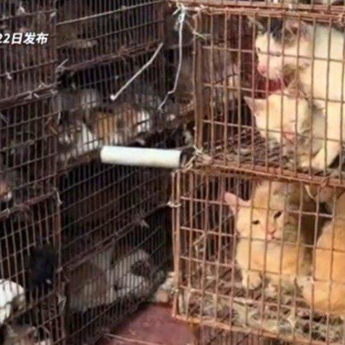 货车密密麻麻塞满近700只被盗猫 西安·华严寺