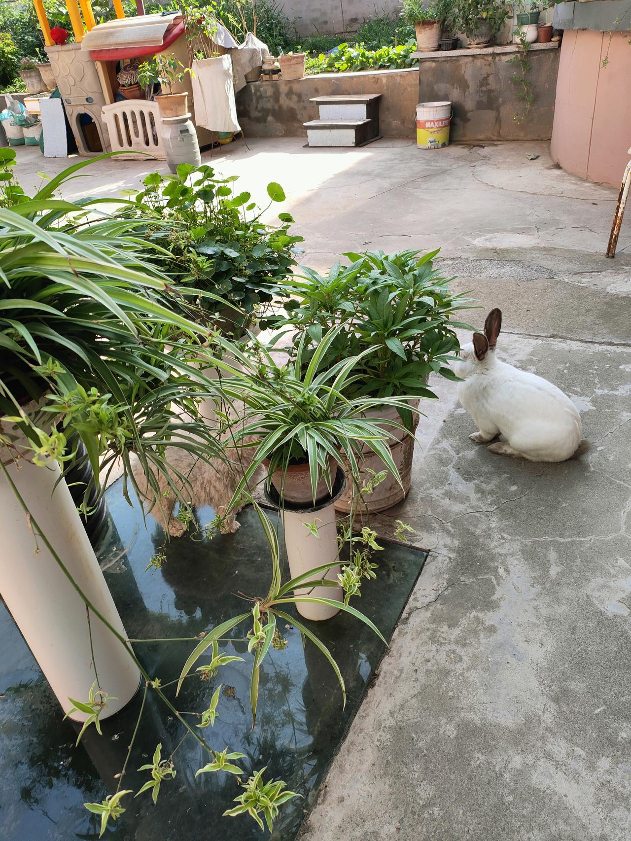 ​一院绿植，一只小白兔，日子慢悠悠不慌不忙。
​花草为伴，白兔作伴，寻常小院满是