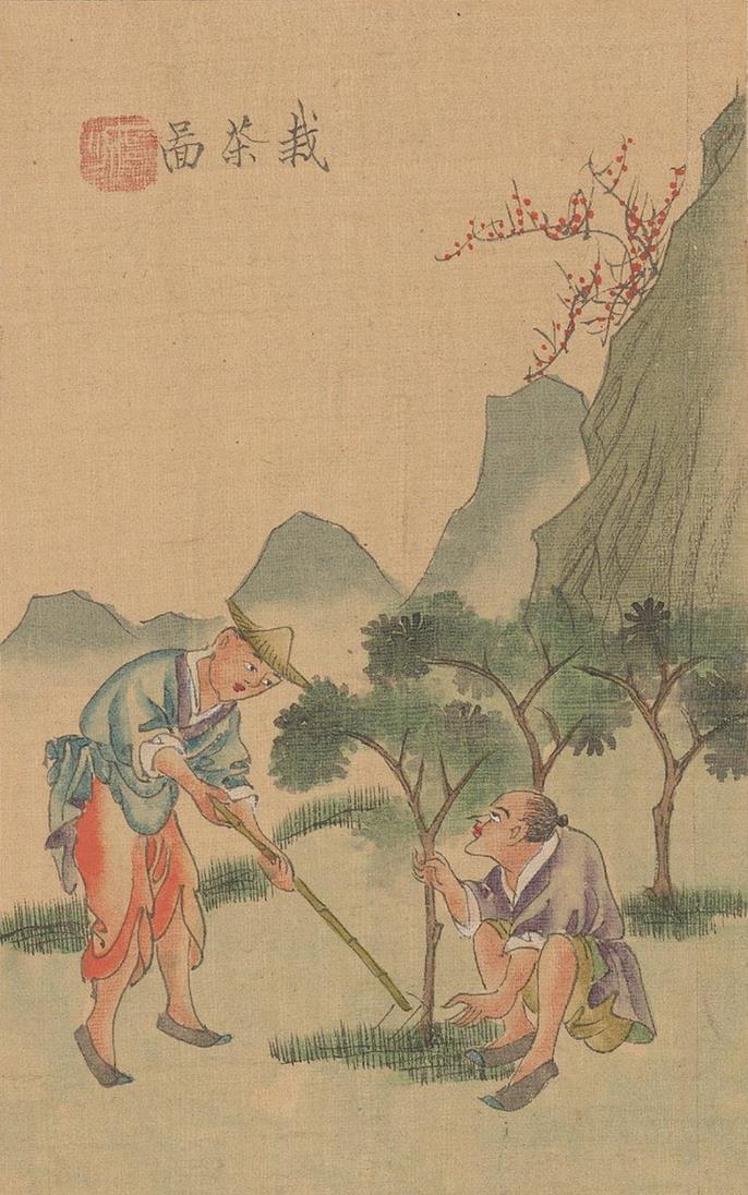 中国茶景全图：古人如何制茶？。清末民初彩绘，描绘茶叶采摘和制作流程。中...