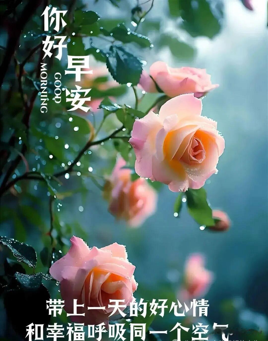 ☔️²⁰²⁶/₀₈.₂₈ᵕ̈周五｜雨落清秋🍂

晨雨霏霏落野塘，
轻风吹送一襟