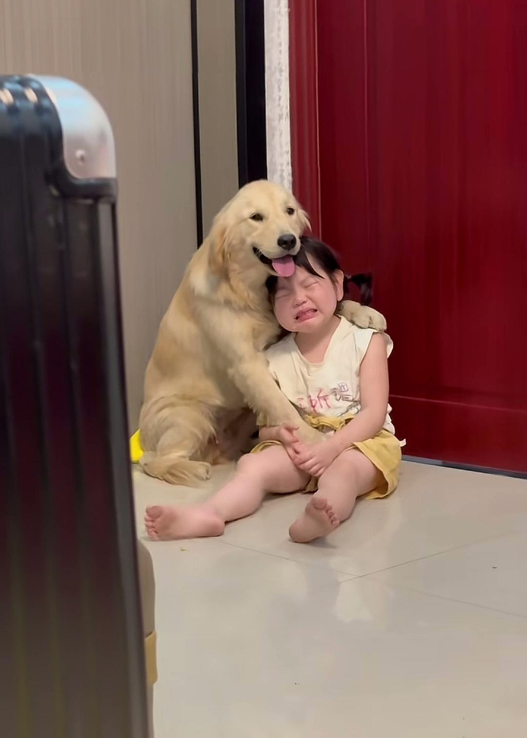 这狗狗太懂事了吧！
还会安慰哭泣的小女孩，这动作就像个哥哥，或长辈一样，谁要是能
