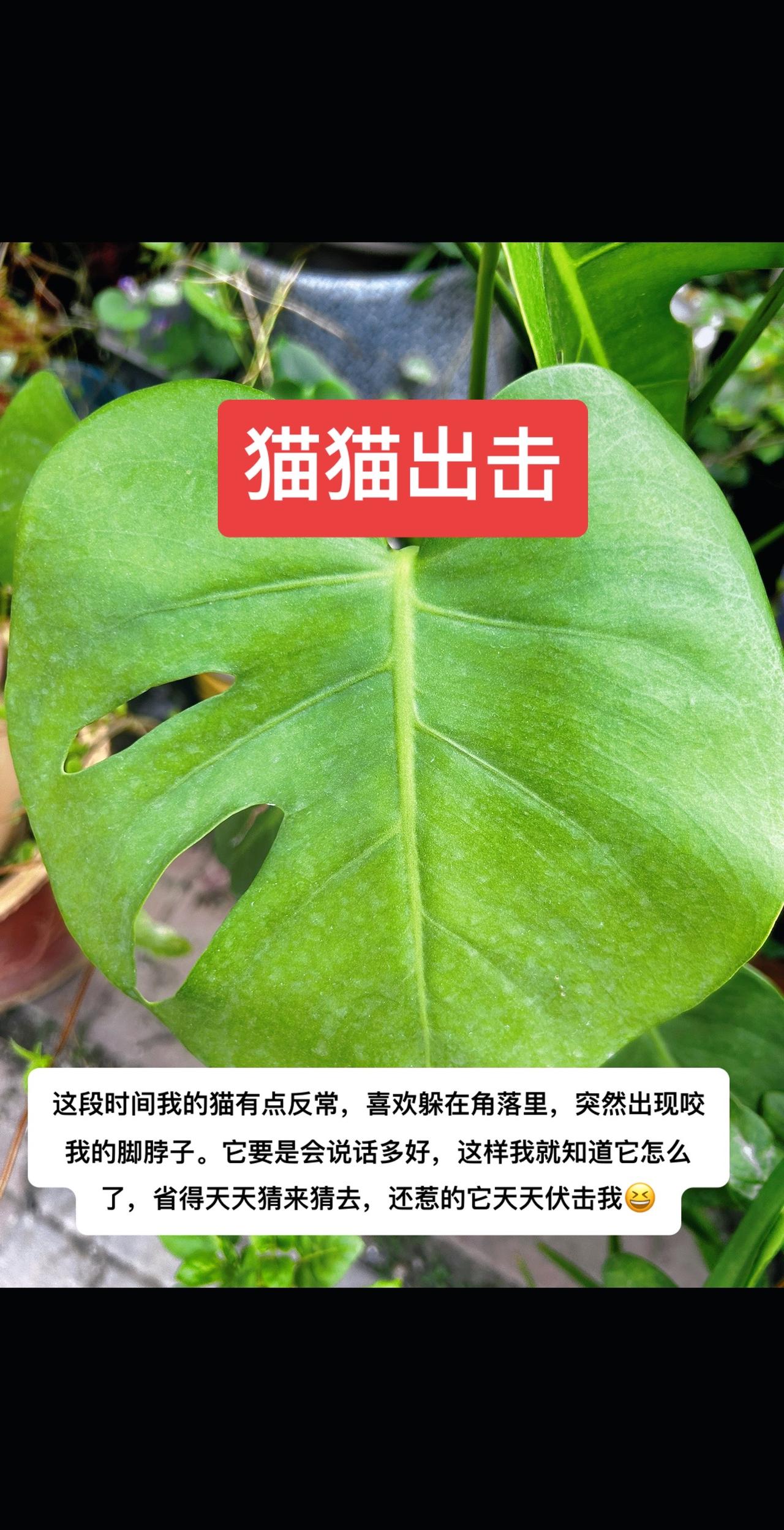 这段时间我的猫有点反常，喜欢躲在角落里，突然出现咬我的脚脖子。它要是会说话多好，