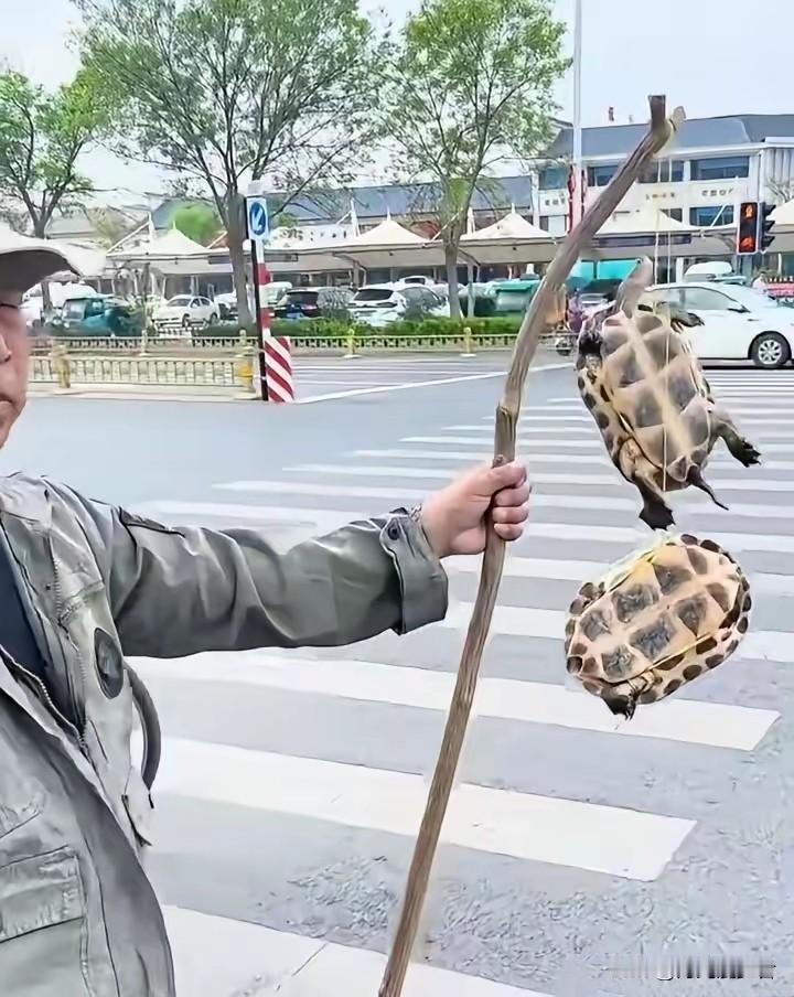 不知道大家发现没？
最近很多网友都自发行动起来，集体抵制路口挂龟这种不良行为。