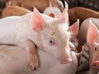 农业农村部：4月第二周全国生猪价格为每公斤10.03元，环比下降3.6%，同比下