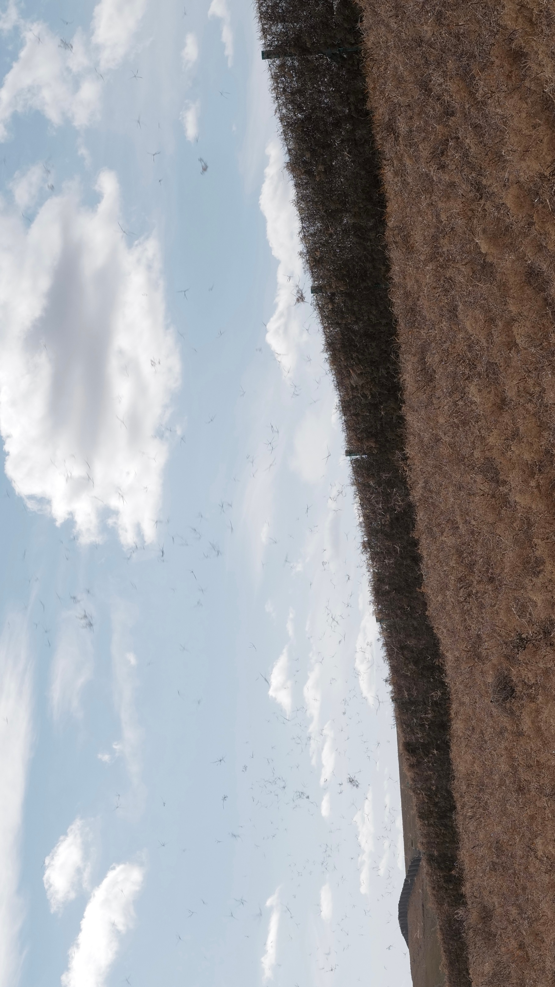 狂风中的千里秋牧场 ​​​