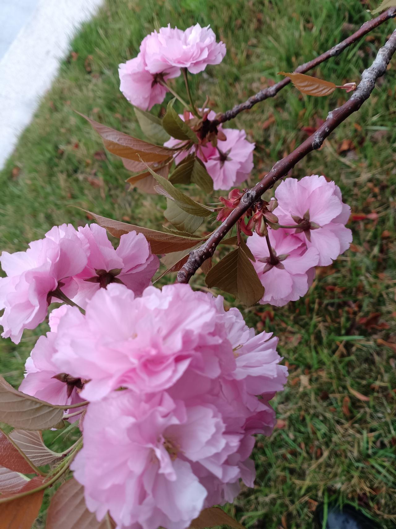 挂满树枝的关山樱重瓣粉云，层层繁花与嫩叶相映，春意一片昂然缱绻。