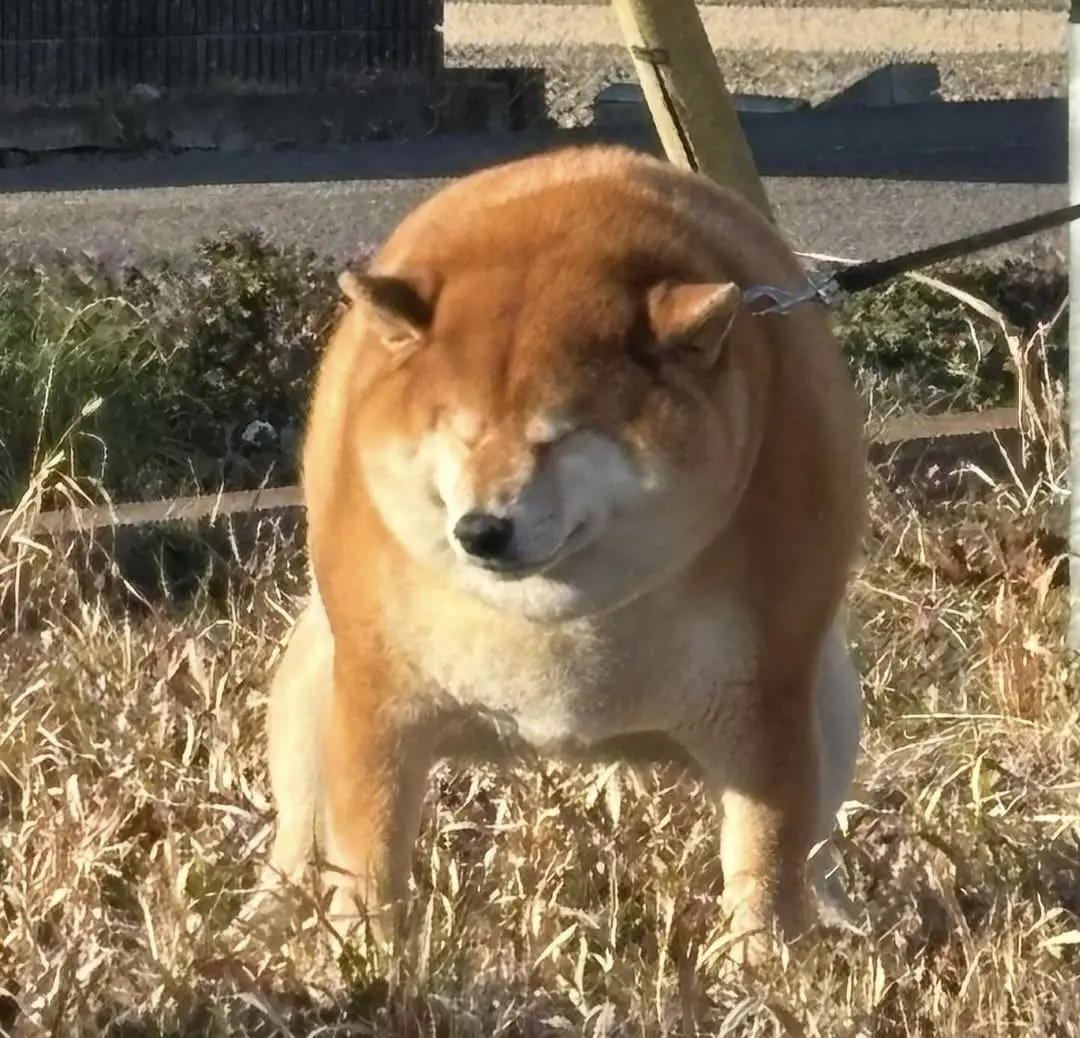 一辆小狗嗯嗯
