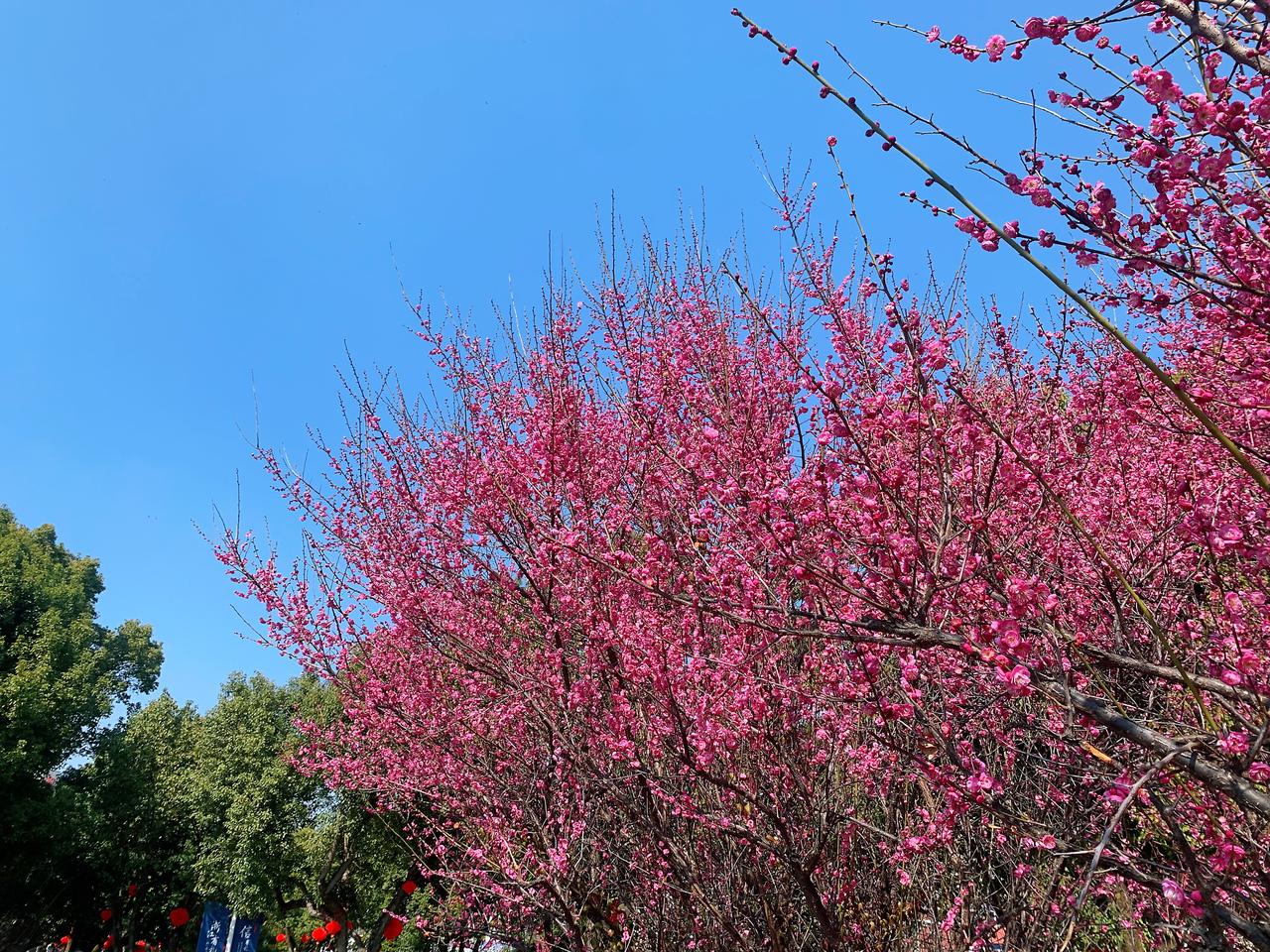 晒太阳、赏花、拍照、一个人自由行走……久违了这样的日子。我徜徉红梅树下，赏“疏影