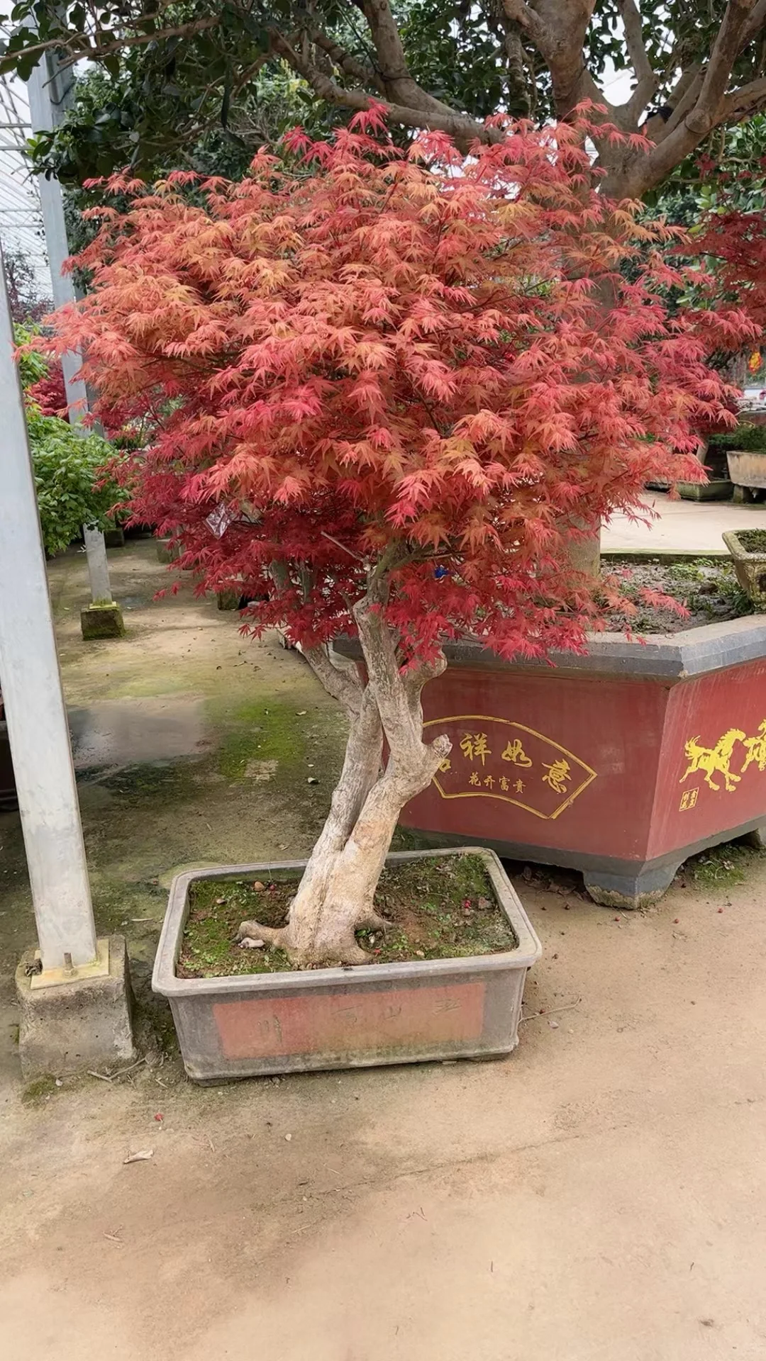 红枫