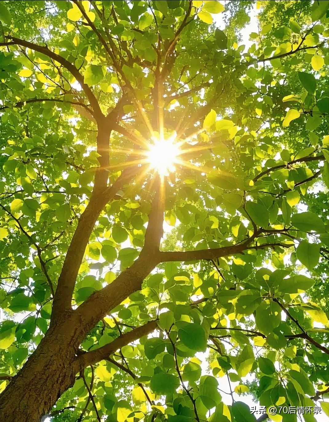 《鹧鸪天·静耕》
莫向人前诉远志，休将才力急于知。
潜心蓄力寻常夜，默默耕耘汗水