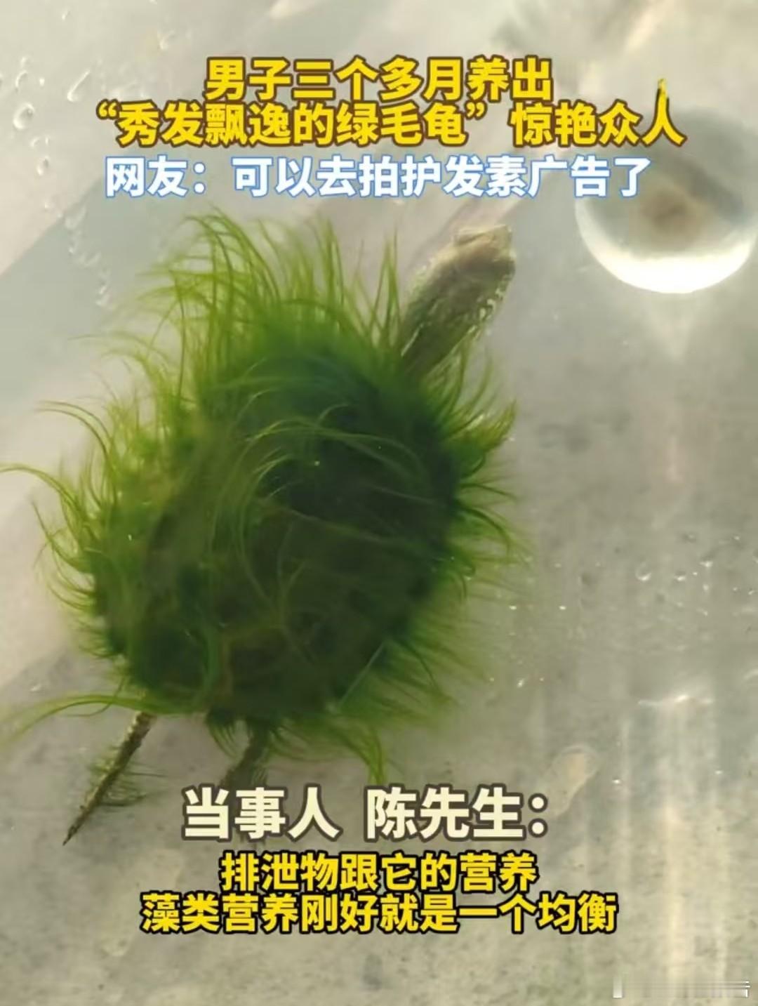 广东一男子养出秀发飘逸的绿毛龟世界之大无奇不有！近日，广东潮州。陈先生花三个月养
