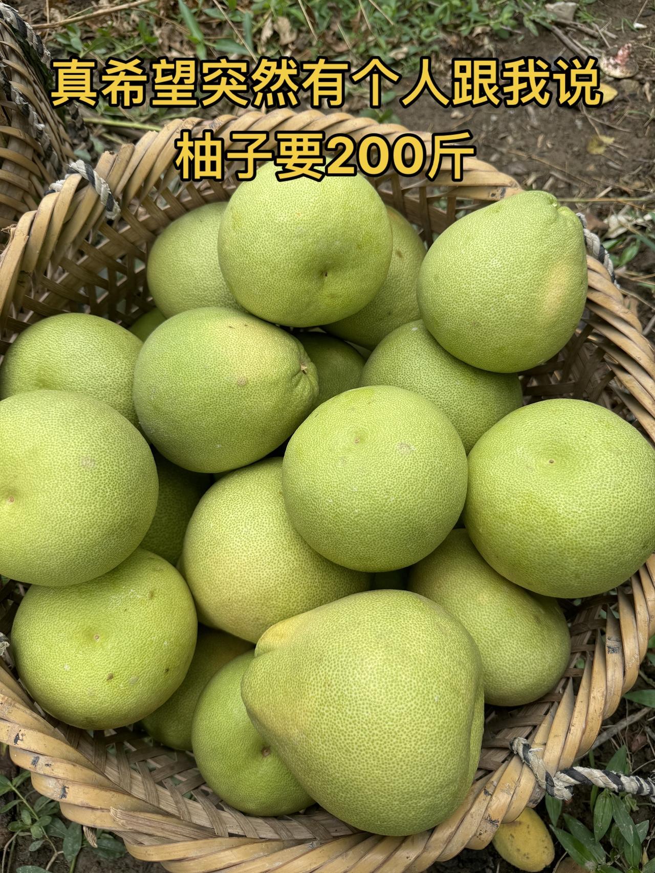 真希望突然有个人跟我说柚子要200斤文旦柚