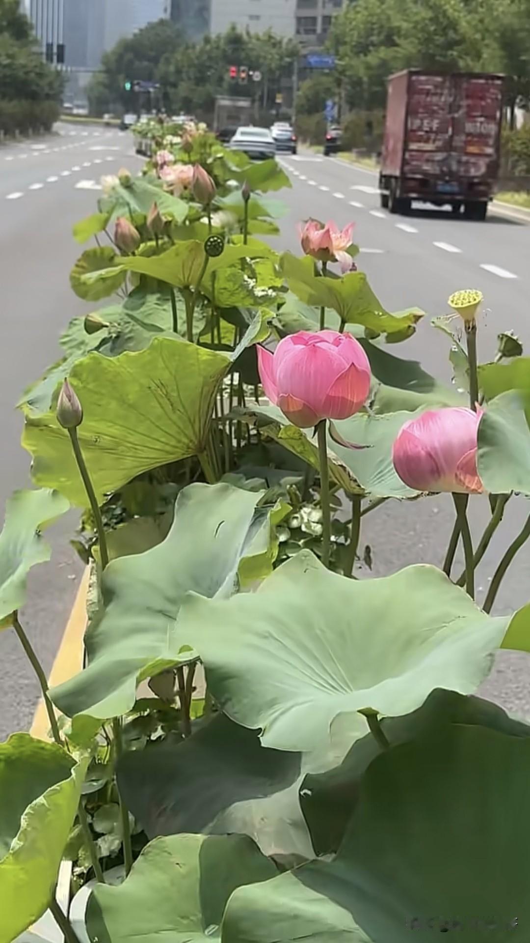 绿化带里面种荷花，有人说华而不实哗众取宠，也有人说这样给夏天的城市带来了一丝清凉