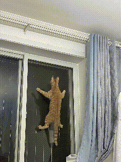 哈哈哈哈笑出眼泪！这哪是橘猫啊，这直接进化成壁虎橘了😂！
 
四条爪子死死扒在