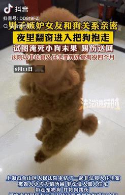 真是个人才！上海，一男子因嫉妒女友和狗的关系亲密，竟夜里翻进女友家，将狗偷走想要
