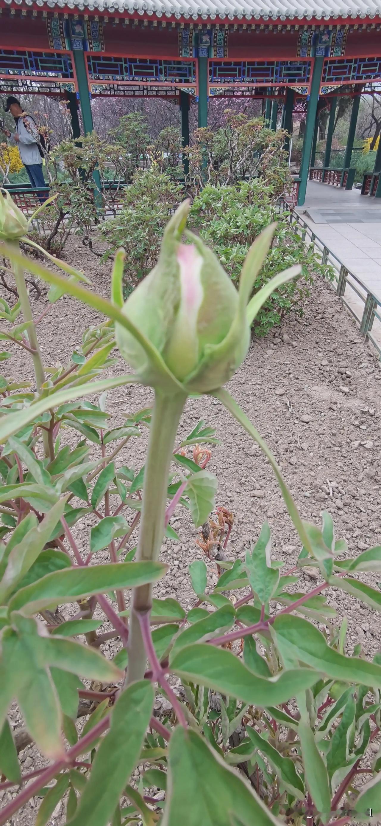 #春花春景随手拍#