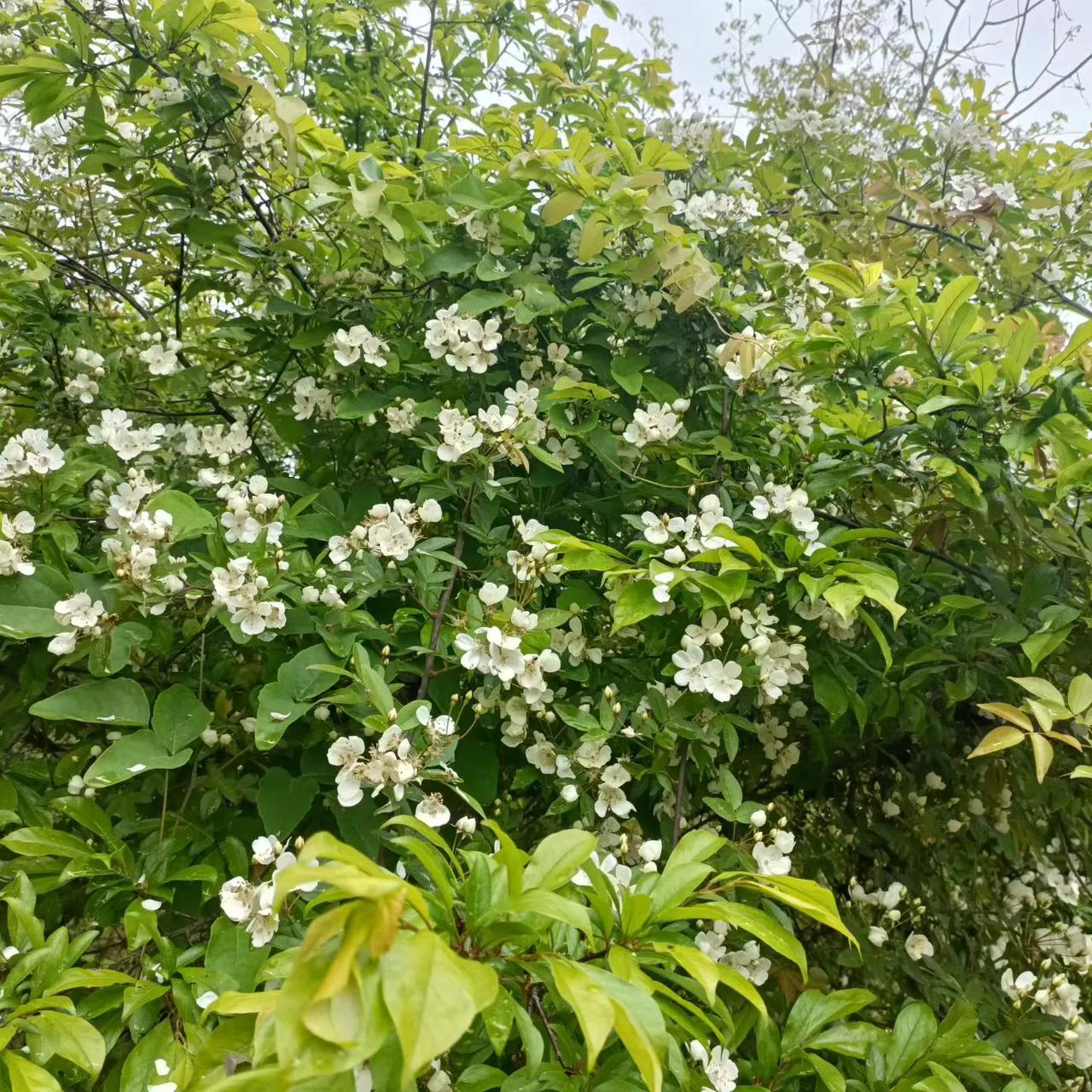 分享一张关于春天的照片