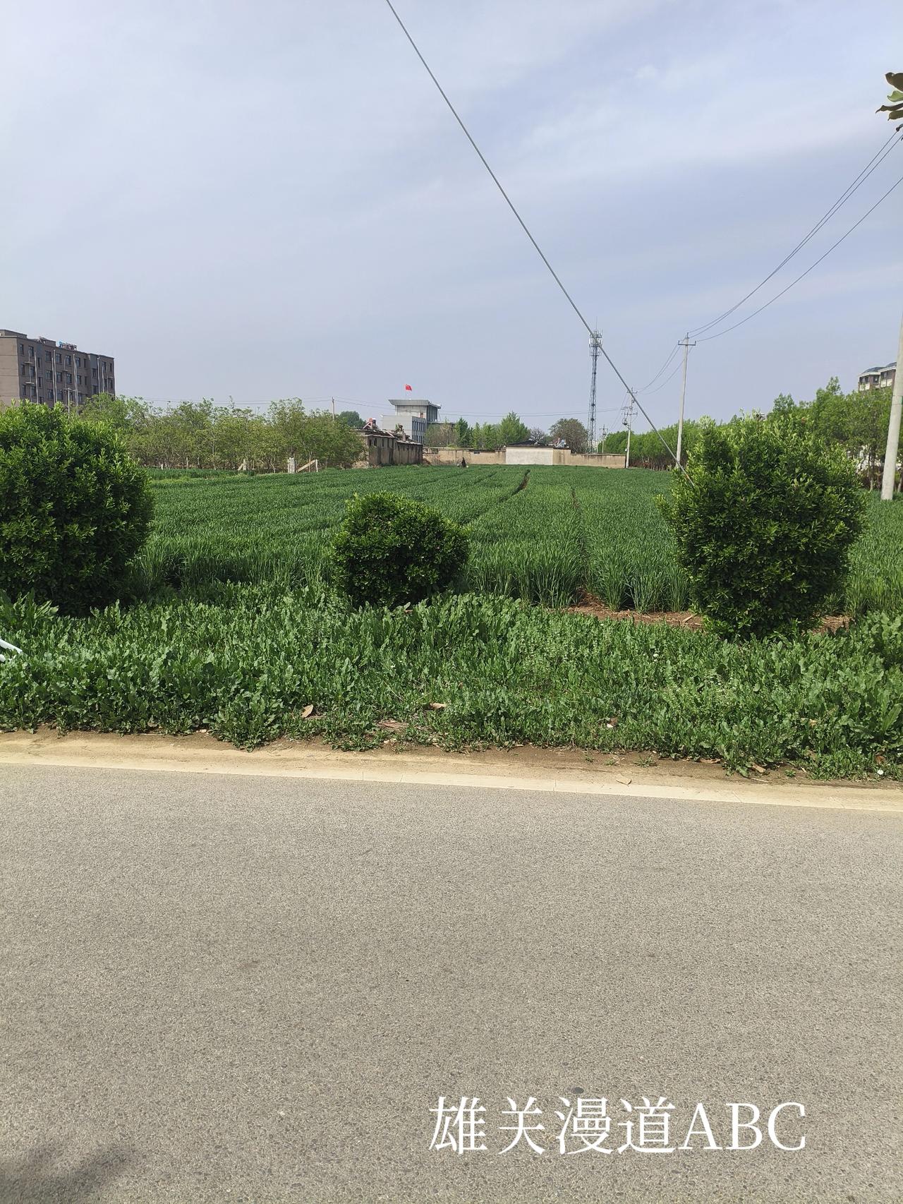 雨打荷塘千把伞，
风吹麦田万层浪。