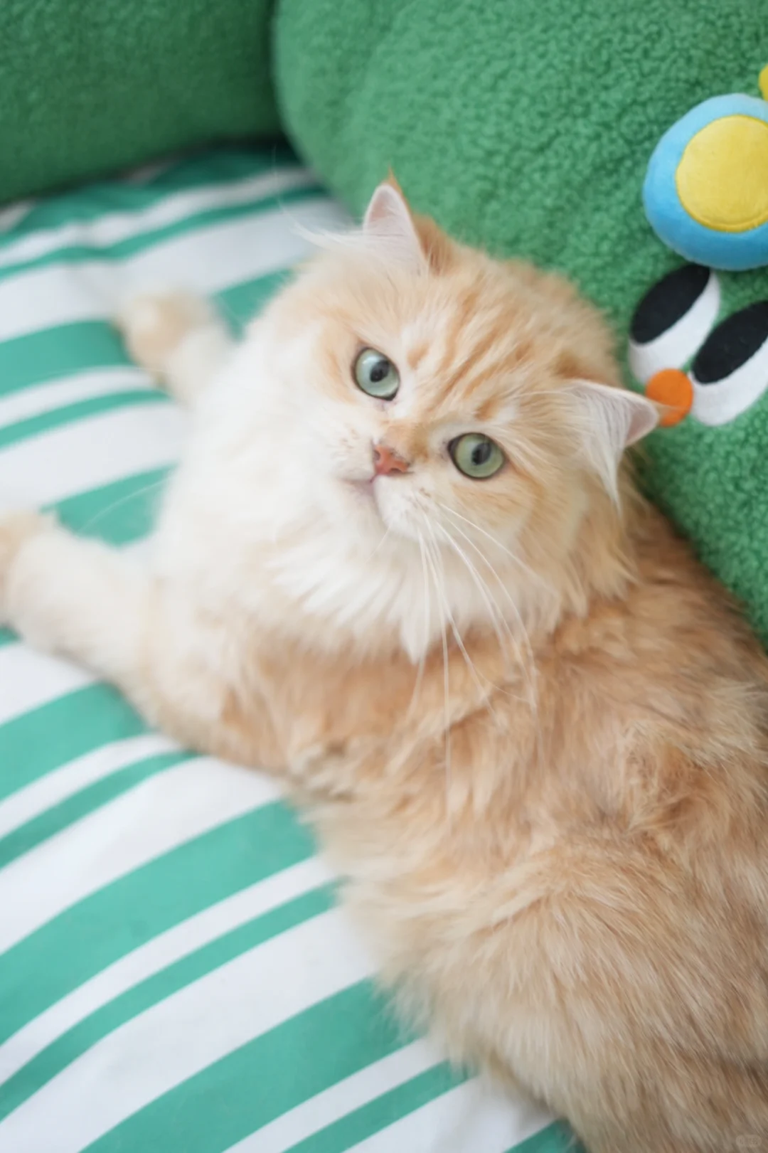 我的治愈系猫咪